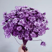 Brazilian mini daisy small fresh dry bouquet with flower | DreamGarden SG