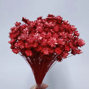 Brazilian mini daisy small fresh dry bouquet with flower | DreamGarden SG
