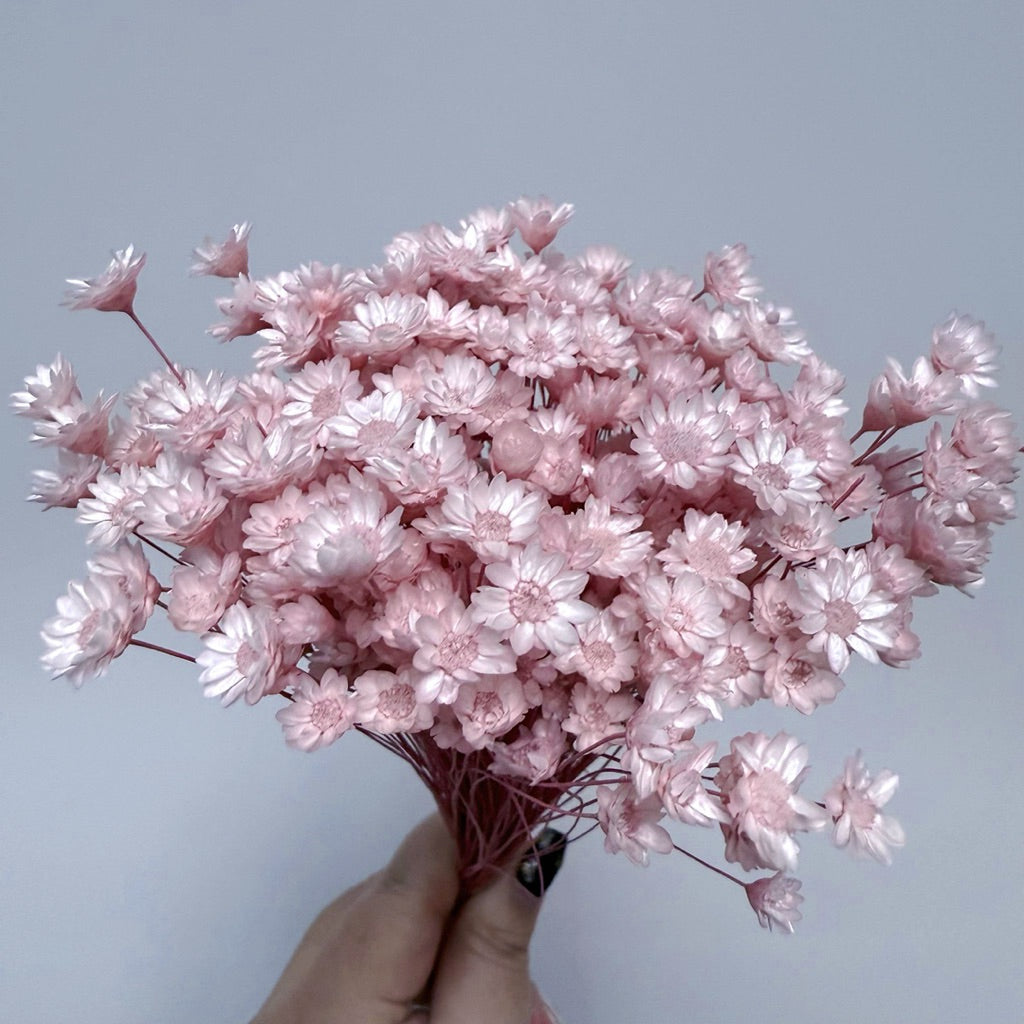 Brazilian mini daisy small fresh dry bouquet with flower | DreamGarden SG