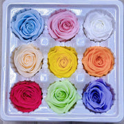 9pcs Rainbow Preserved Rose Flower Head Box｜Mixed Color | DreamGarden SG