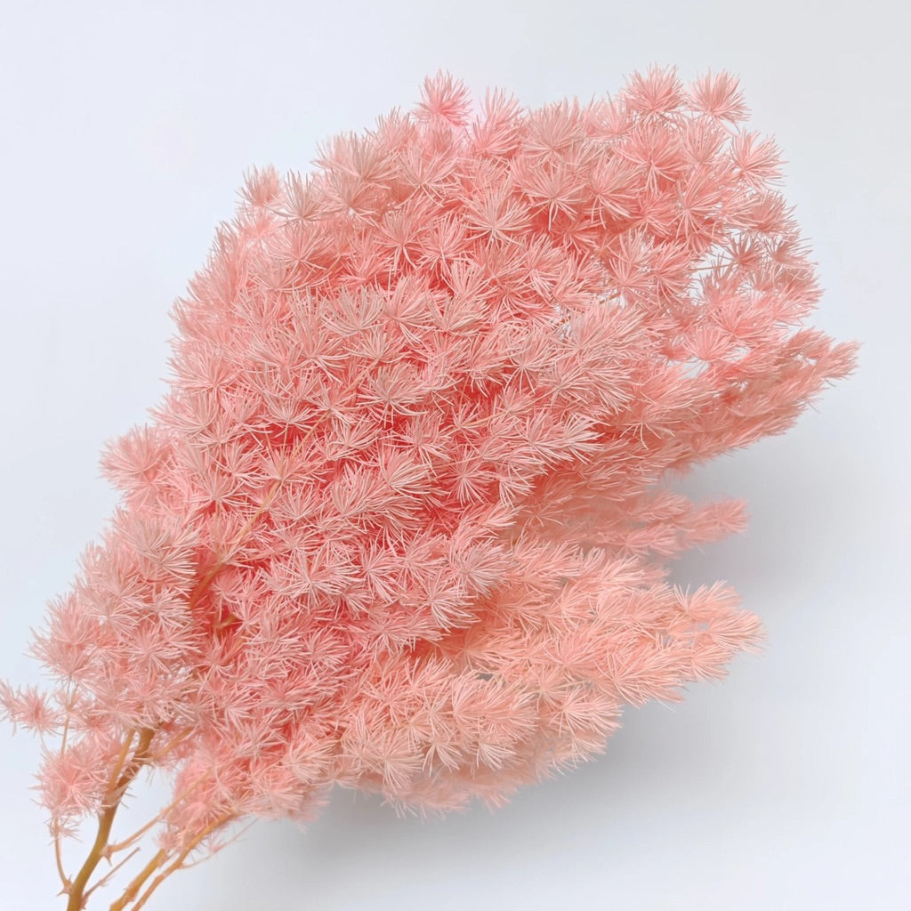 Preserved Penglai Pine (Asparagus Fern) – Long-lasting Eternal Green Foliage for Home Decor & Floral Arrangeme