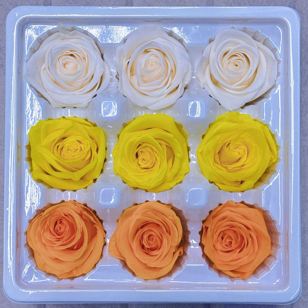 9pcs Rainbow Preserved Rose Flower Head Box｜Mixed Color | DreamGarden SG
