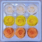 9pcs Rainbow Preserved Rose Flower Head Box｜Mixed Color | DreamGarden SG
