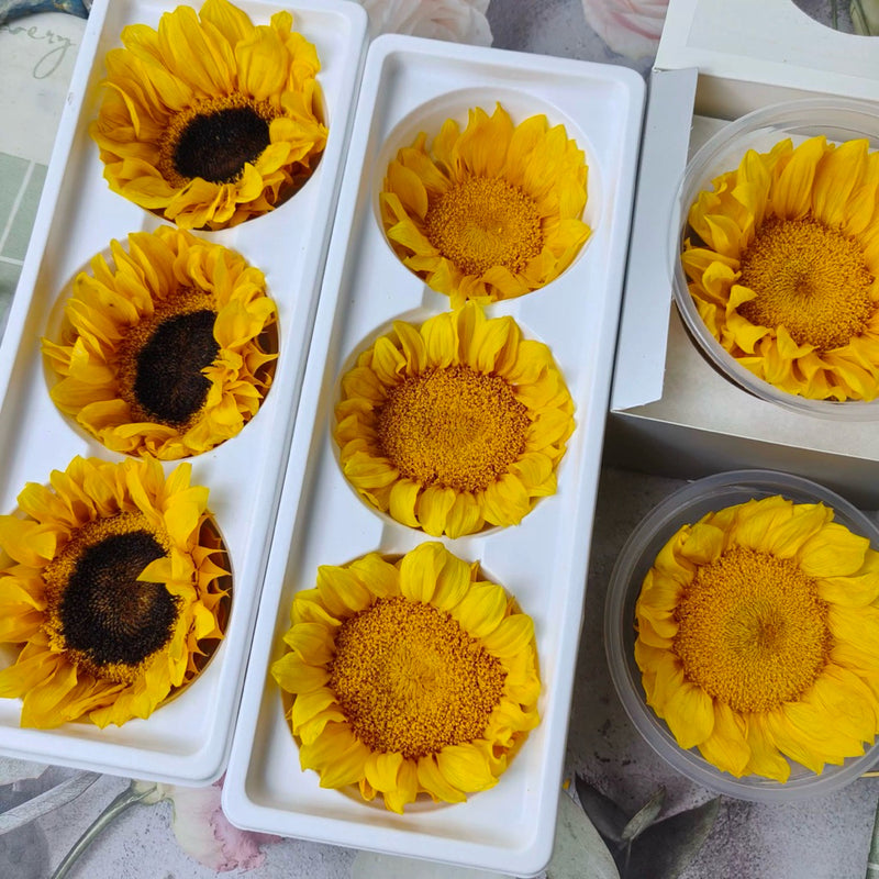🇸🇬[SG Stock] Sunflowers  Dried Flowers Singapore Local Home Decoration/DIY/Wedding