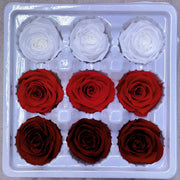 9pcs Rainbow Preserved Rose Flower Head Box｜Mixed Color | DreamGarden SG