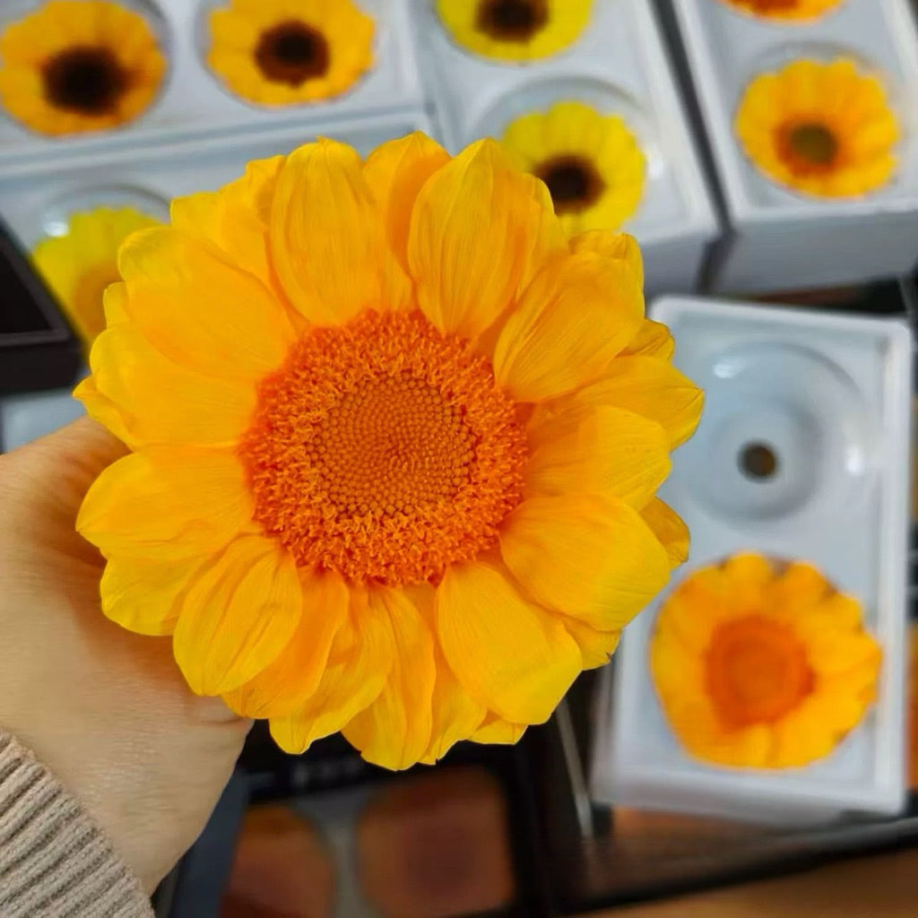 🇸🇬[SG Stock] Sunflowers  Dried Flowers Singapore Local Home Decoration/DIY/Wedding