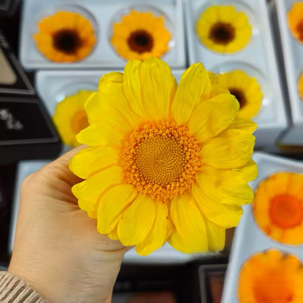 🇸🇬[SG Stock] Sunflowers  Dried Flowers Singapore Local Home Decoration/DIY/Wedding