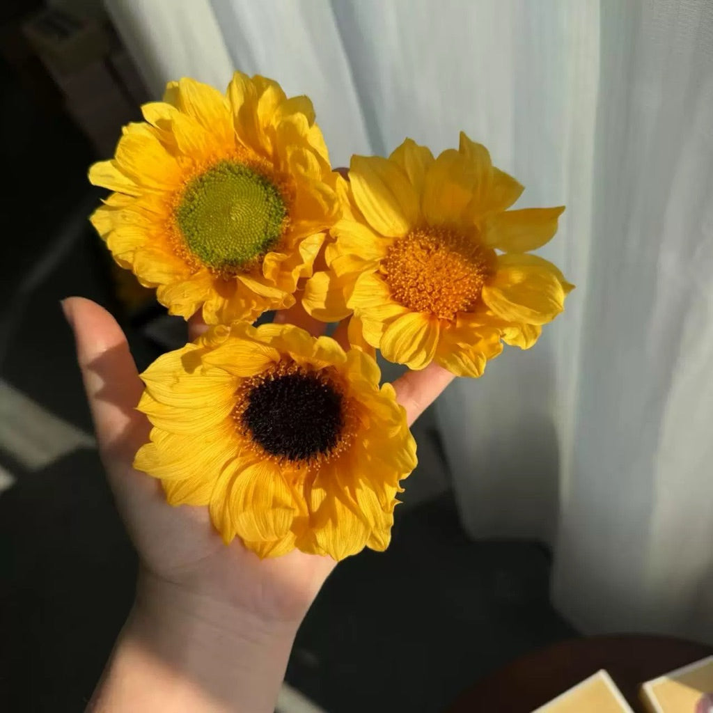 🇸🇬[SG Stock] Sunflowers  Dried Flowers Singapore Local Home Decoration/DIY/Wedding