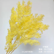 Preserved Penglai Pine (Asparagus Fern) – Long-lasting | DreamGarden SG