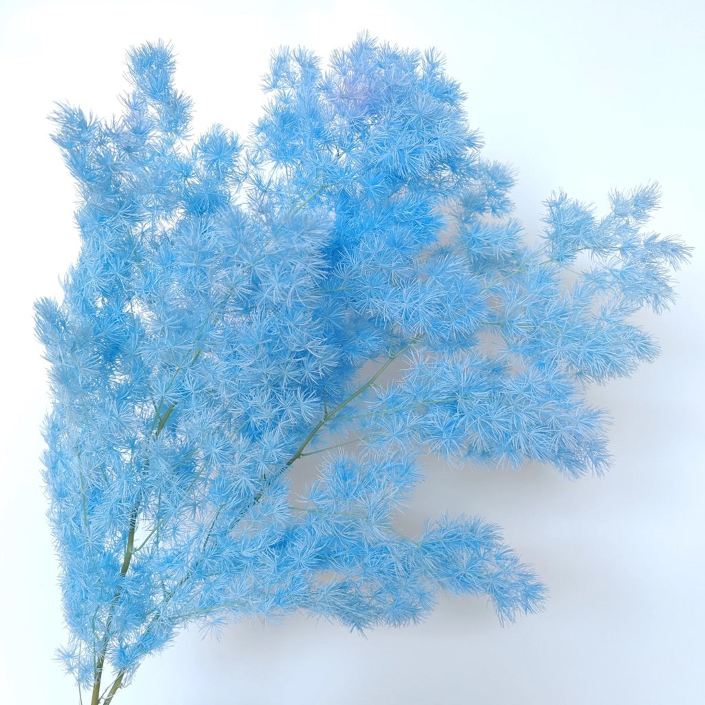 Preserved Penglai Pine (Asparagus Fern) – Long-lasting Eternal Green Foliage for Home Decor & Floral Arrangeme
