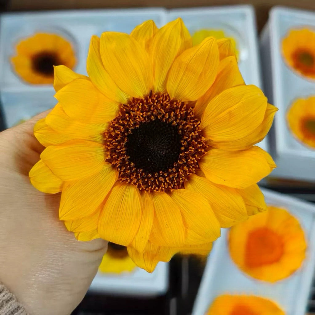 🇸🇬[SG Stock] Sunflowers  Dried Flowers Singapore Local Home Decoration/DIY/Wedding