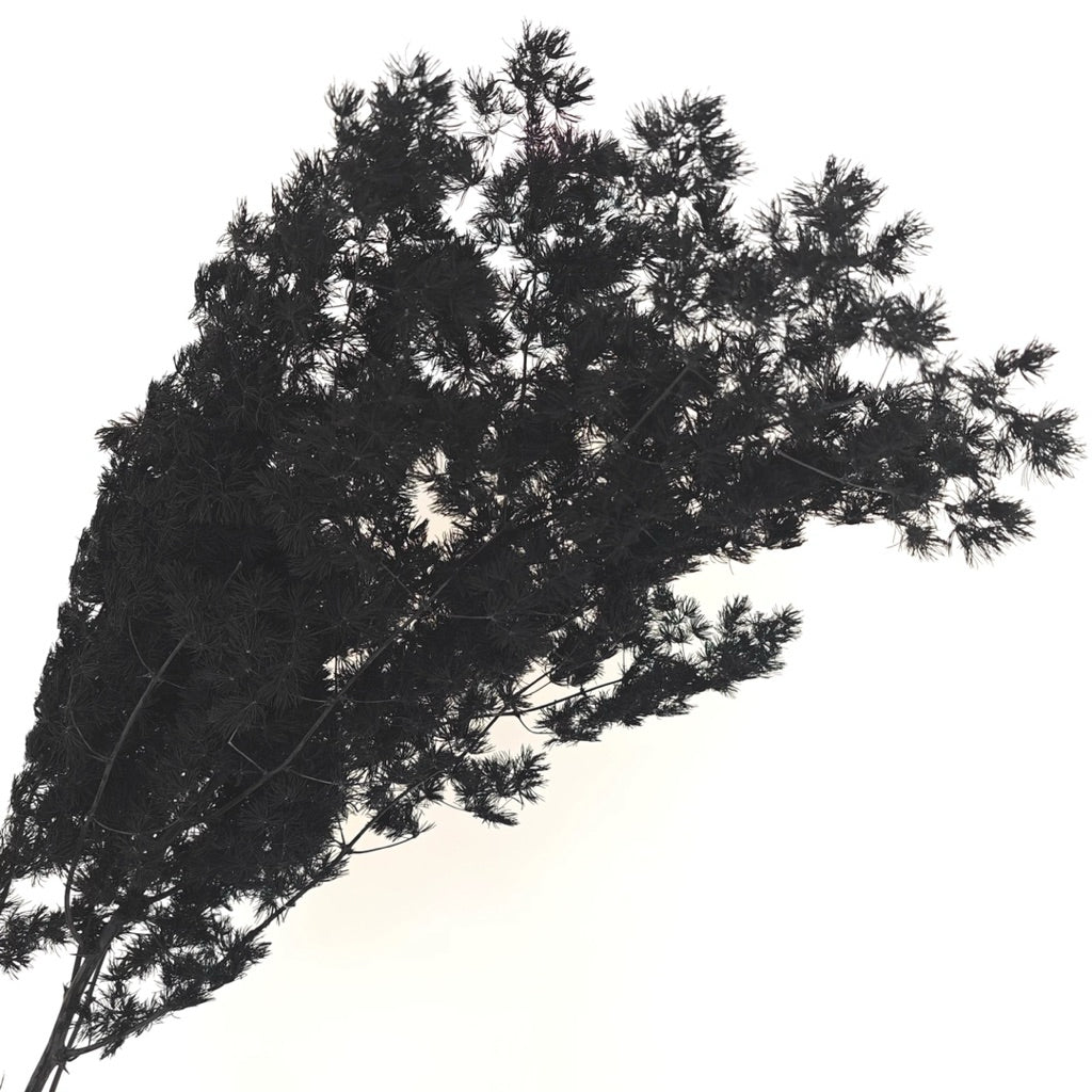 Preserved Penglai Pine (Asparagus Fern) – Long-lasting Eternal Green Foliage for Home Decor & Floral Arrangeme