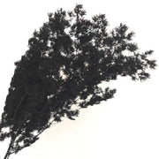 Preserved Penglai Pine (Asparagus Fern) – Long-lasting | DreamGarden SG