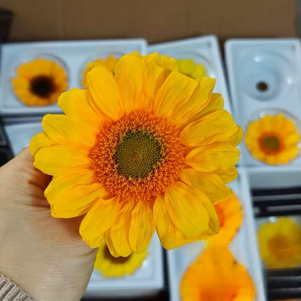 🇸🇬[SG Stock] Sunflowers  Dried Flowers Singapore Local Home Decoration/DIY/Wedding